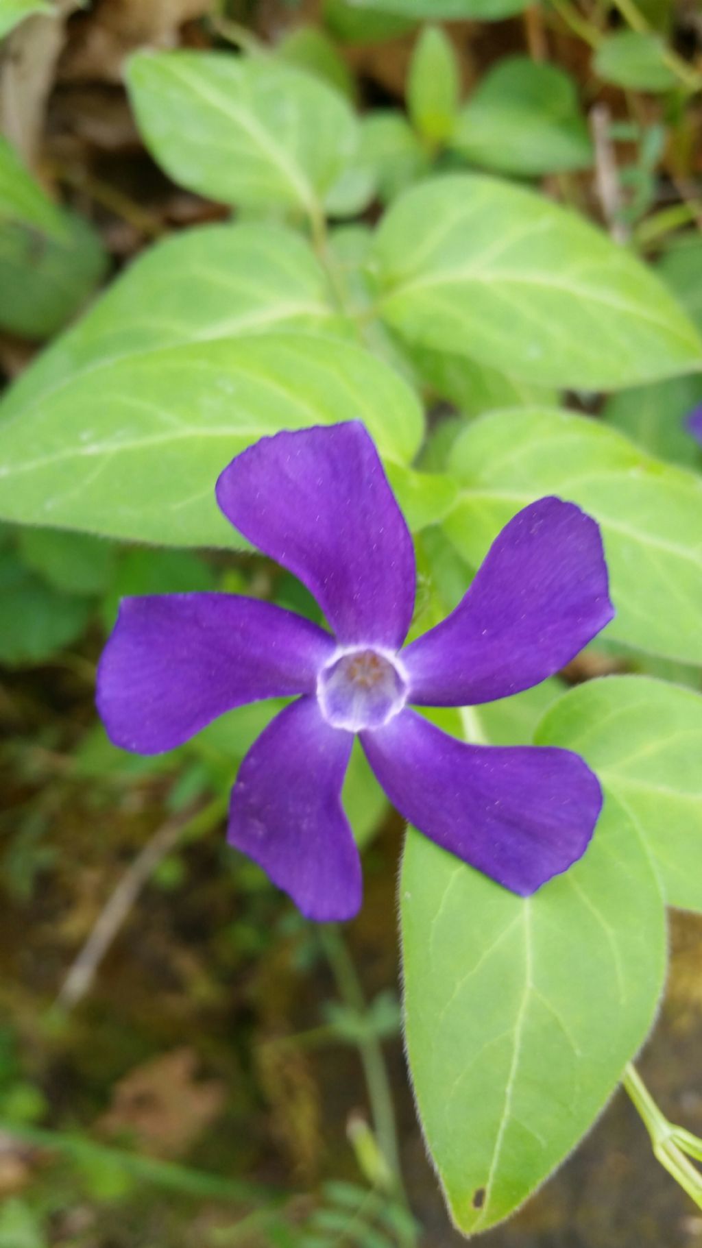 Vinca major / Pervinca maggiore